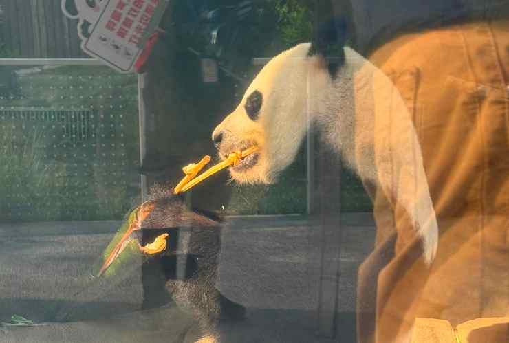 Un Panda al centro di ricerca mangia